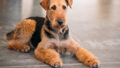 Mini best sale airedale terrier